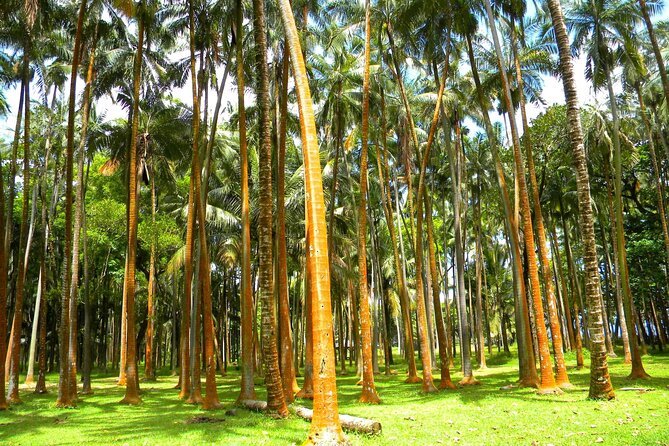 Full Day Tour of Reunion Island With Breakfast - Pickup and Start Time