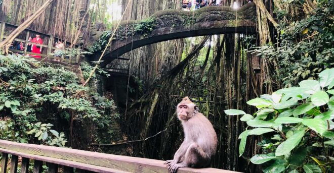 Full Day Tour of Ubud & Dine in the Shadow of a Live Volcano - Kintamani Volcano Views