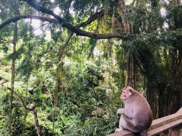 Full Day Tour of Ubud & Dine in the Shadow of a Live Volcano - Scenic Journey Through Nature