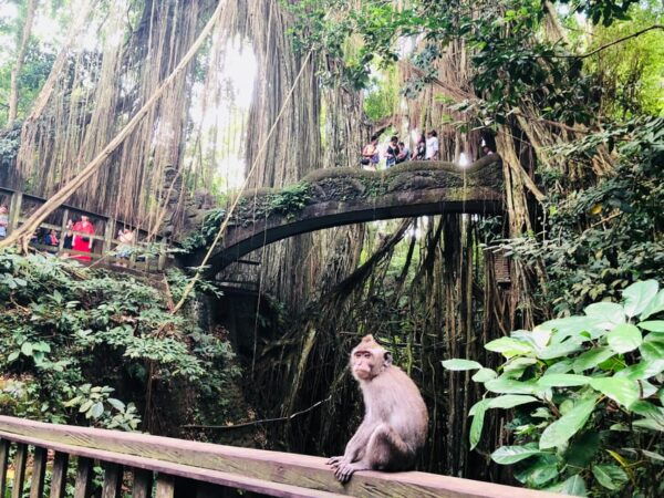 Full Day Tour of Ubud & Dine in the Shadow of a Live Volcano - Preparation Tips for Tour