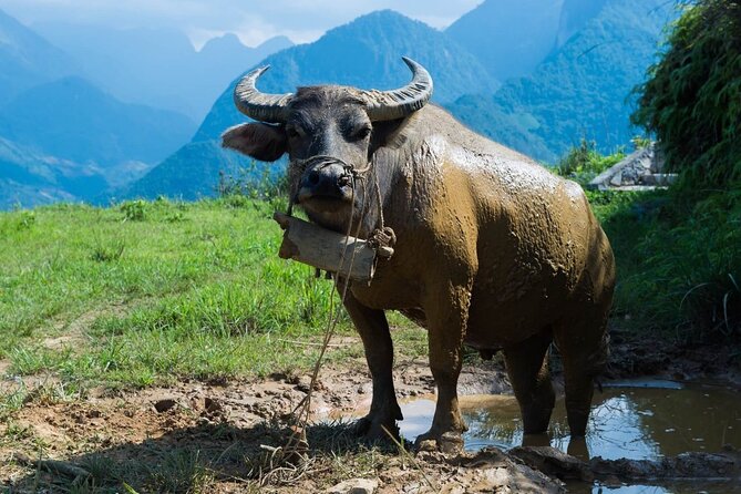 Full-Day Tour on Topas Ecolodge and Sapas Hidden Trails - Local Cuisine and Cultural Immersion