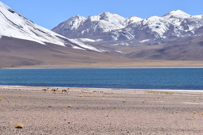 Full Day Tour Piedras Rojas Altiplanic Lagoons Chaxa Lagoon - Itinerary Details