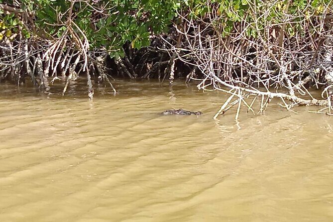 Full Day Tour Río Lagartos with Pickup from Mérida 7 AM - In-Depth Review of the Río Lagartos Tour