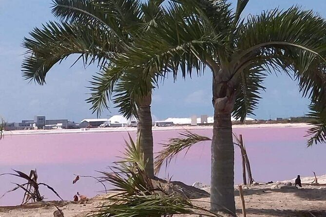 Full Day Tour Río Lagartos with Pickup from Mérida 7 AM - FAQs