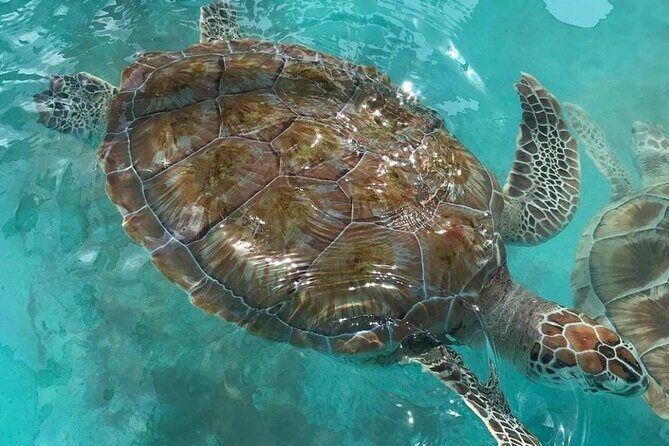 Full Day Tour Snorkeling with Turtles in Akumal, Tulúm and Playa del Carmen - Good To Know