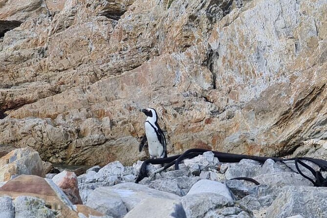 Full-Day Tour Stony Point Penguin Colony at Bettys Bay (Up to 10 Persons) - Itinerary Overview