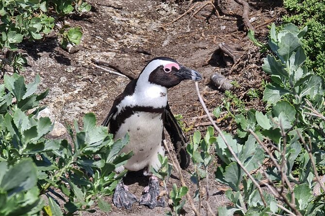 Full-Day Tour Stony Point Penguin Colony at Bettys Bay (Up to 10 Persons) - Wildlife Encounters