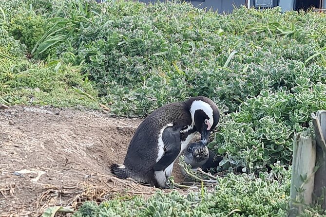 Full-Day Tour Stony Point Penguin Colony at Bettys Bay (Up to 10 Persons) - Booking Information