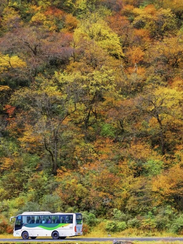 Full-day tour to Bipenggou, Chengdu, experience the beautiful nature - The Bipenggou and Bifengxia naming issue