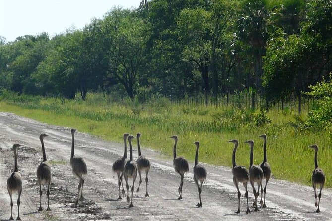 Full-Day Tour to Chaco From Asunción - Customer Reviews
