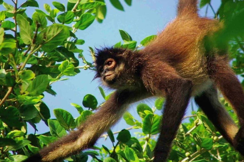 Full Day Tour to Cobá Ruins, Punta Laguna & Cenote - Final Thoughts: Who Is This Tour Best For?