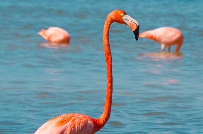 Full Day Tour to Coloradas & Rio Lagartos - The Sum Up