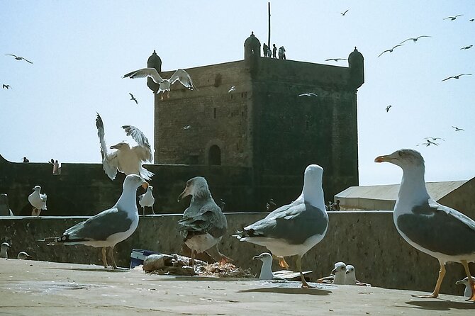 Full Day Tour To Essaouira From Marrakech - Good To Know
