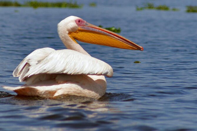 Full-Day Tour to Hells Gate and Lake Naivasha From Nairobi - Reviews