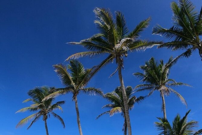 Full Day Tour to Isla Contoy From Cancun - Tour Highlights