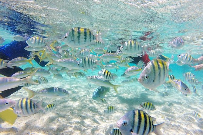Full-Day Tour to Punta Rucia and Cayo Arena With Snorkeling - Tour Overview and Itinerary