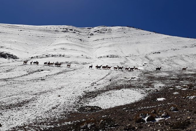 Full Day Tour to Rainbow Mountain Group Visit - Common Questions