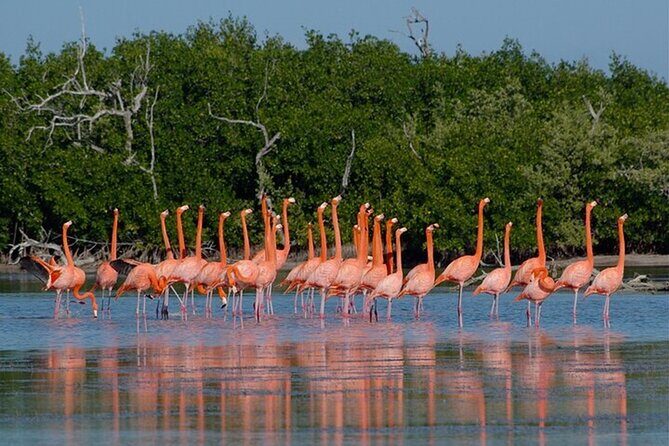 Full day tour to Rio Lagartos and Las Coloradas from Riviera Maya - An In-Depth Look at the Itinerary and Experience
