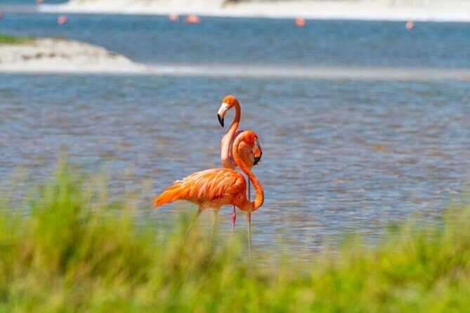 Full day tour to Rio Lagartos and Las Coloradas from Riviera Maya - FAQs