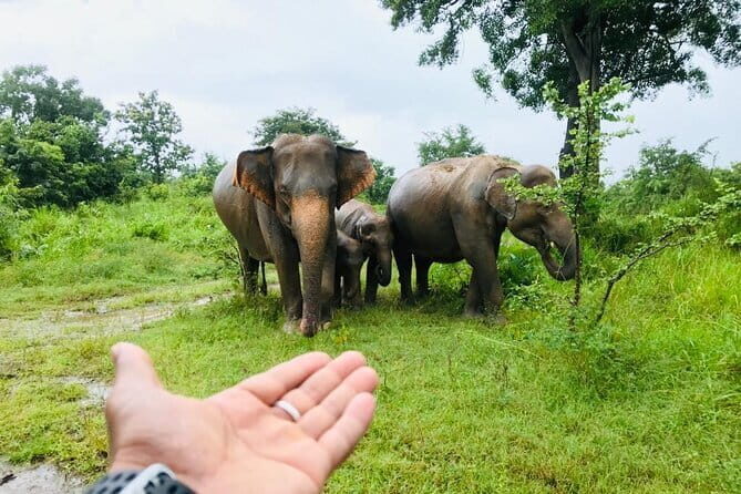 Full Day Tour to Sigiriya, Dambulla and jeep Safari from Colombo - Exploring the Full Day Tour to Sigiriya, Dambulla, and Jeep Safari from Colombo