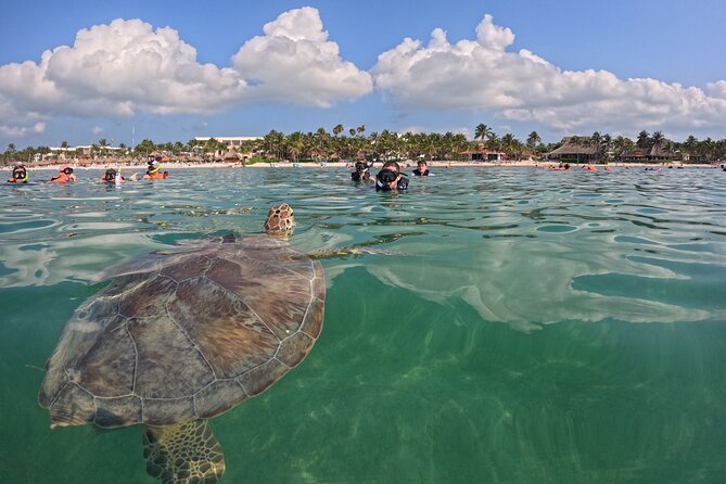 Full Day Tour to Tulum and Akumal With Swim With Turtles - Meeting and Pickup Options