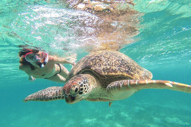 Full Day Tour to Tulum Cenote and Swim with Turtles in Akumal - Good To Know