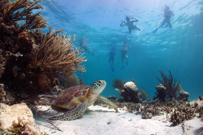 Full Day Tour to Tulum Cenote and Swim With Turtles in Akumal - Questions and Terms