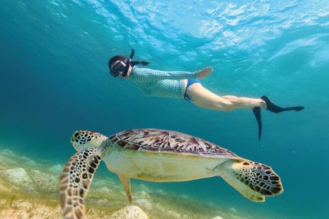Full Day Tour to Tulum Cenote and Swim With Turtles in Akumal - The Sum Up
