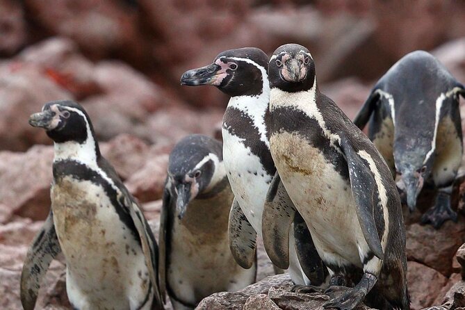 Full Day Tour to Visit Ballestas Islands and Paracas Reserve - Meeting Point Information