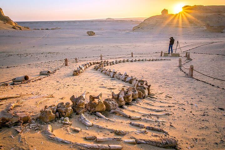 Full-Day Tour to Wadi El Hitan & Wadi El Rayan from Cairo - Lunch, transport and what the price covers