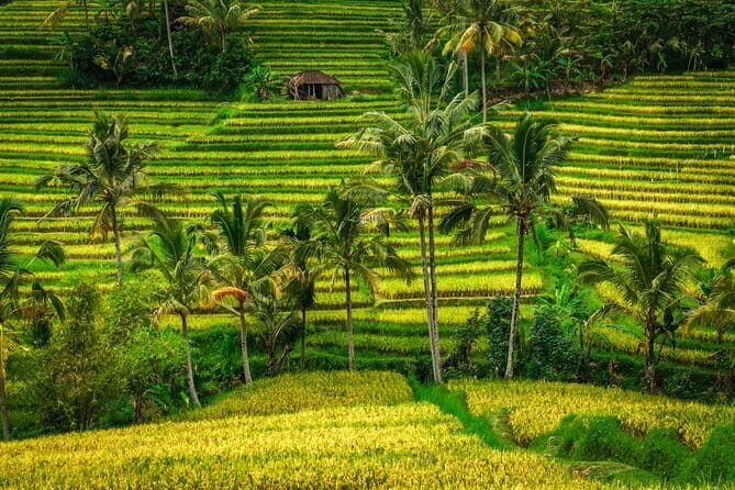 Full Day Tour to Water Temples UNESCO Rice Terraces in Bali - Good To Know