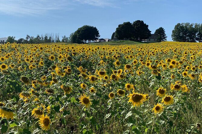 Full day Tour with Private Driver in Quebec - Pricing and Value