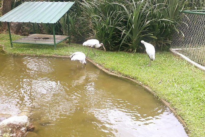 Full-Day Tour With Waterfalls and Zoo Visit in Anton Valley  - Panama City - Traveler Reviews