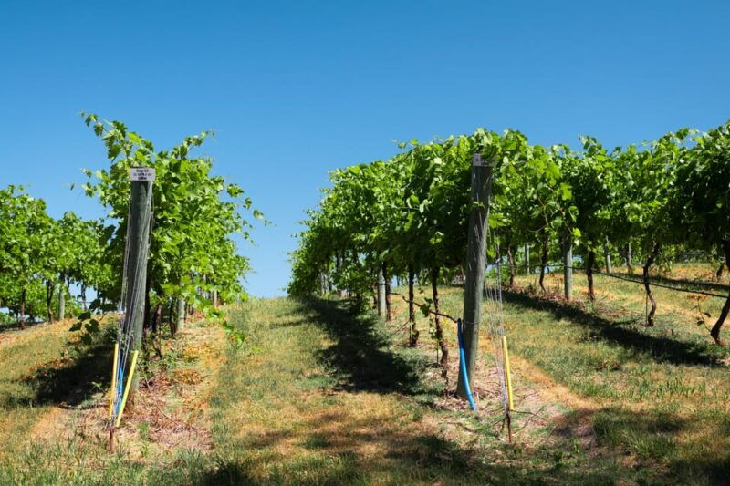 Full day tour:Knossos,Koronekes Olive mill,Lyrarakis winery - Pricing and Value