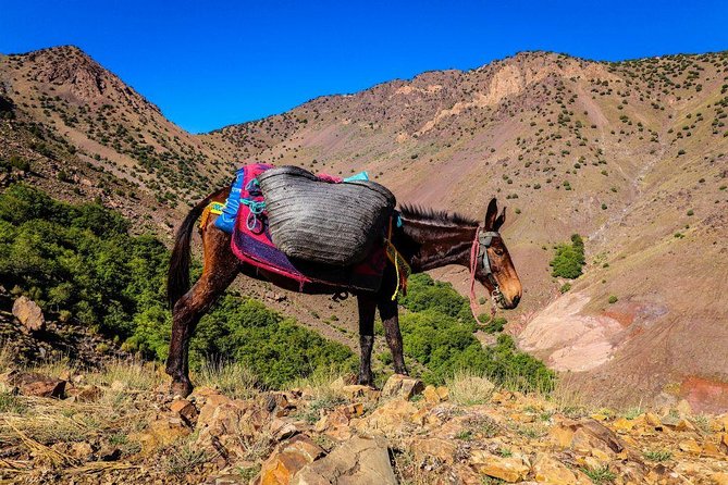 Full Day Trek to High Atlas Mountains (GOOD LEVEL OF FITNESS REQUIRED) - The Sum Up