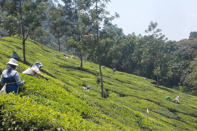 Full-Day Trekking in Kerala, India - Who Would Enjoy This Trek?