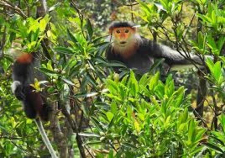 Full-Day Trekking Tour Bach Ma National Park From Hue City - Key Highlights