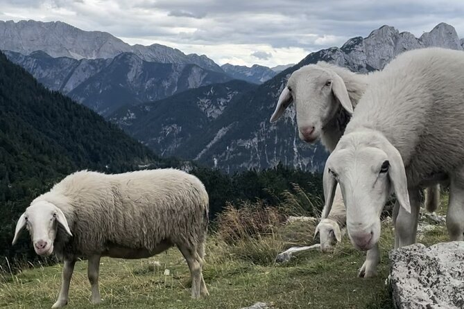 Full-Day Triglav National Park Tour From Ljubljana - Customer Reviews