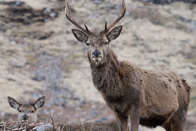Full-Day Trip: Glenfinnan Viaduct & the Highlands From Edinburgh - Scenic Drive Through the Highlands