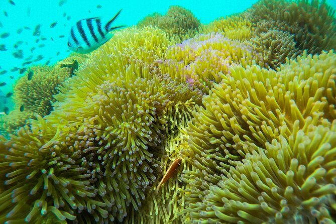 Full Day Trip Phu Quoc Snorkeling 3 Islands by Boat - Authentic Insights from Reviews  