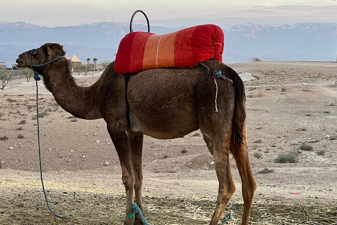 Full-Day Trip to Essaouira From Marrakech - Enjoying the Beaches