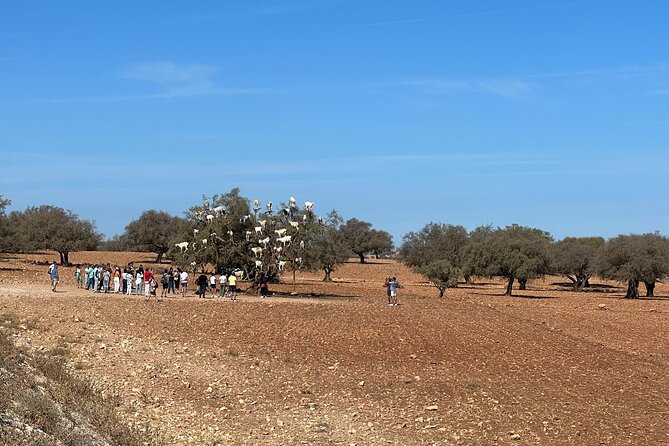 Full-Day Trip to Essaouira From Marrakech - Discovering Local Cuisine