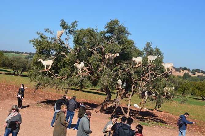 Full Day Trip To Essaouira From Marrakech - Pickup Details
