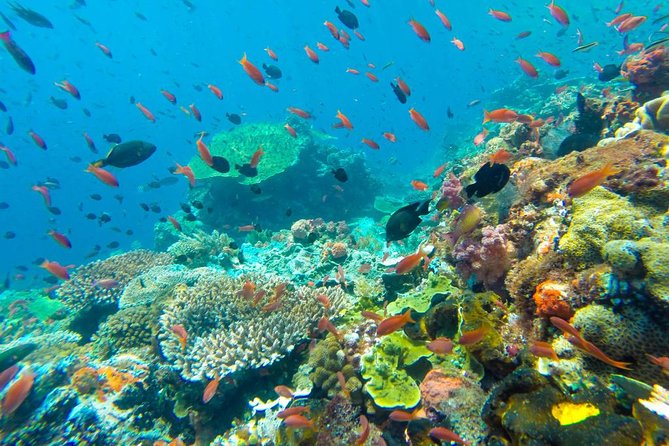 Full-Day Trip to Koh Tao and Koh Nang Yuan From Koh Samui by Speedboat - Light Breakfast and Snorkeling on Koh Nang Yuan