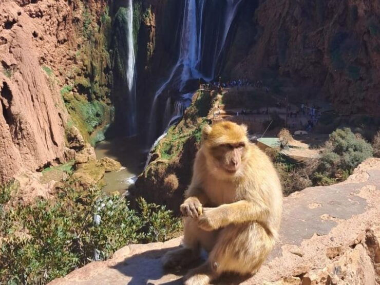 Full-Day Trip to Ouzoud Waterfalls - Experience Highlights