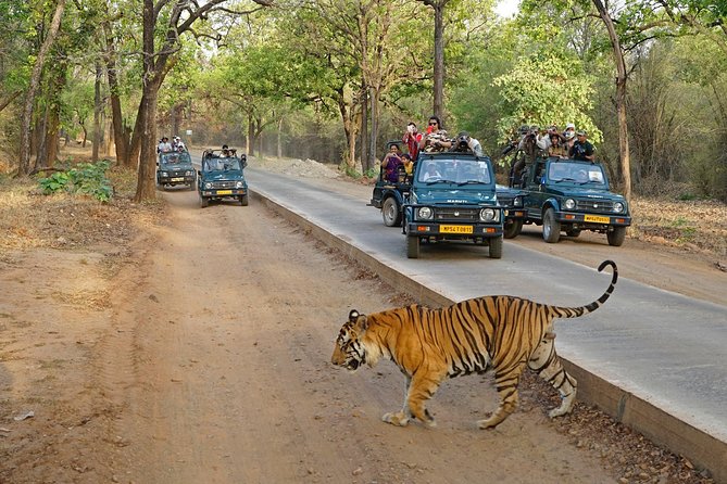 Full Day Trip to Ranthambore Tiger Reserve From Jaipur - Tour Overview