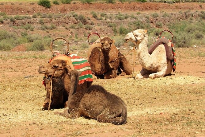 Full-Day Trip to the Atlas Mountains of Morocco and Camel Ride - Customer Reviews