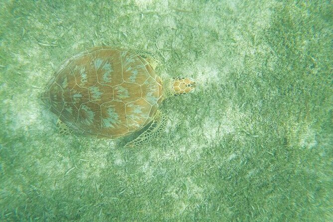 Full Day Tulum Ruins Tour with Cenote and Snorkeling Sea Turtles - What’s Included & What’s Not