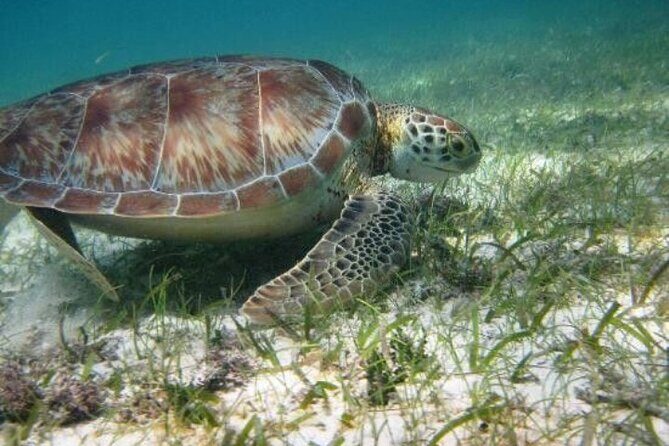 Full day Tulum & Snorkelling with sea turtles, cenote and lunch - Authentic Reviews and Insights from Past Travelers  