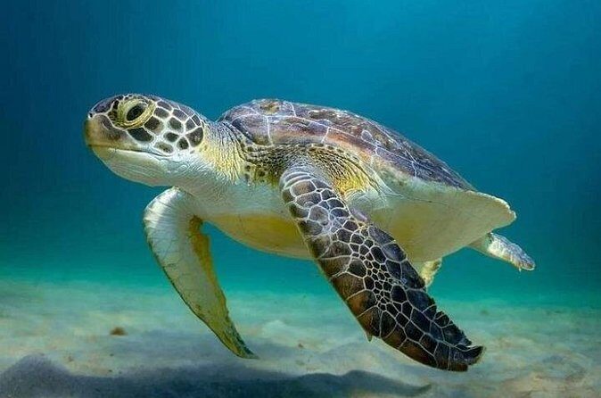 Full day Tulum & Snorkelling with sea turtles, cenote and lunch - FAQ  